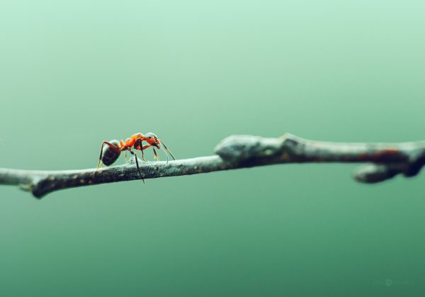 Lone Ant Navigating A Twig Against A Soft Green Backdrop