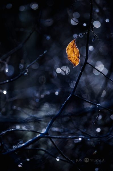 Lone Autumn Leaf Clinging To A Bare Branch In A Dark, Enchanted Forest