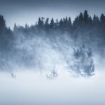 Lone Tree In The Middle Of Snowstorm