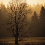Lone Tree Standing In Field With Fog