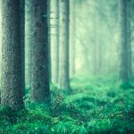Lush Green Forest Filled With Abundant Spruce Trees