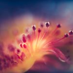 Macro Capture Of Sundews Nectar Drops