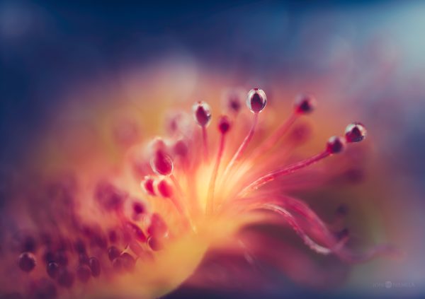 Macro Capture Of Sundews Nectar Drops