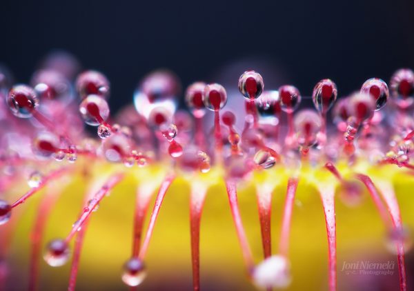 Macro Photography Of Dew Drops On Sundew Plants Sticky Traps At Dawn