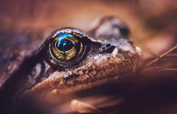 Macro Shot Of Frogs Eye With Blurry Background