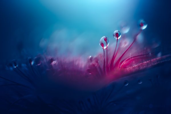 Macro Shot Of Nectar Drops On Sundew During Misty Morning Twilight