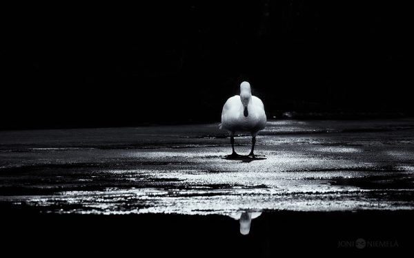 Majestic Swan Standing Alone On A Tranquil, Shadowy Lake At Dusk