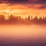 Misty Field With Trees In Background