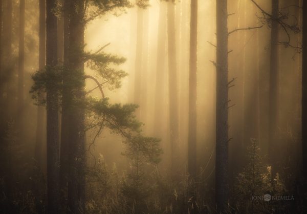 Misty Forest At Dawn With Sunlight Filtering Through Tall Trees