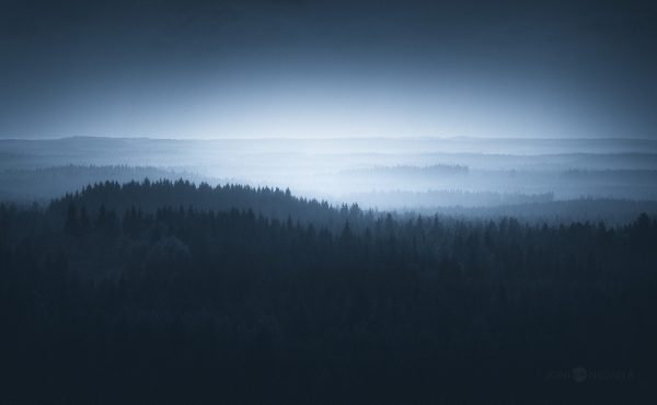 Misty Forest Landscape In Black And White
