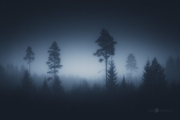 Misty Forest Teeming With Trees