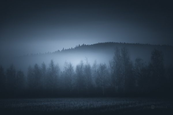 Misty Forest With Distant Hill