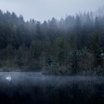 Misty Lake With A Swan Surrounded By Trees