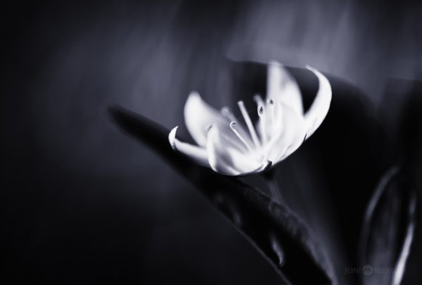 Monochrome Close-Up Of A White Clover Flower