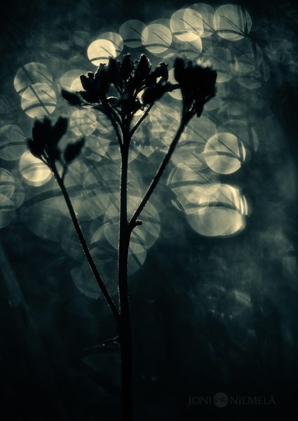 Monochrome Flower In Bloom