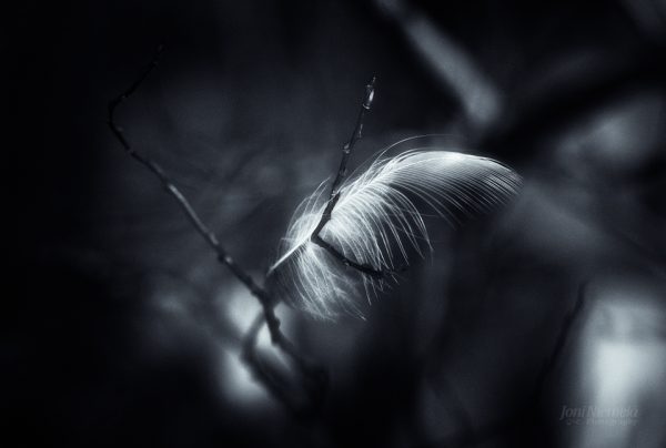 Monochrome Leaf Close-Up