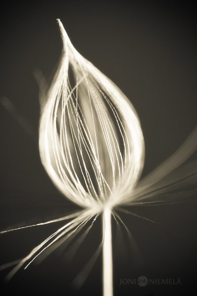 Monochrome Single Dandelion Seed