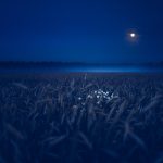 Moonlit Oatfield