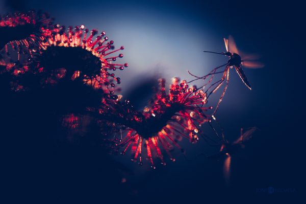 Mosquito Stuck On A Sundew