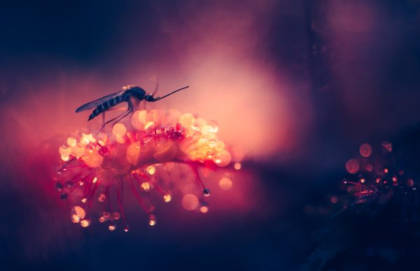Mosquito Trapped By Sundew