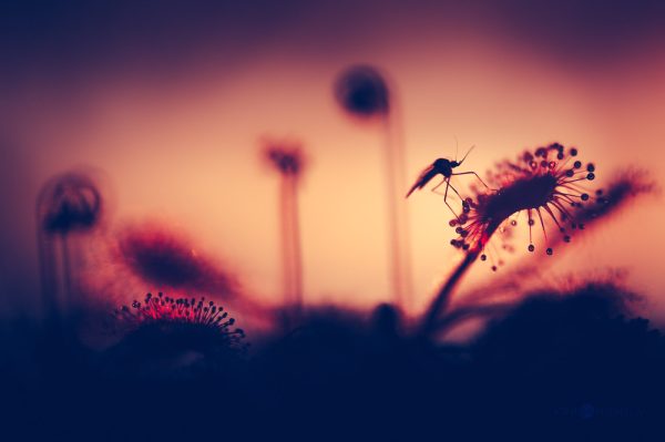 Mosquito Trapped In Drosera