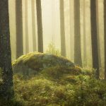 Moss Covered Rock In Forest