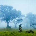 Mystical Foggy Fanal Forest With Ancient Trees In Madeira.