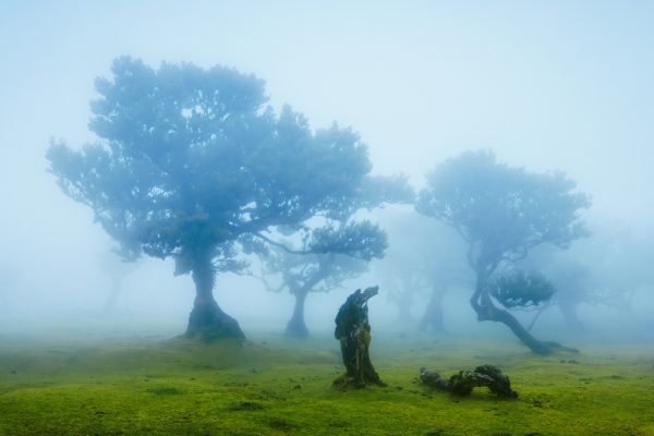 Mystical Foggy Fanal Forest With Ancient Trees In Madeira.