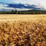 Ripe Wheat Field Under Cloudy Sky
