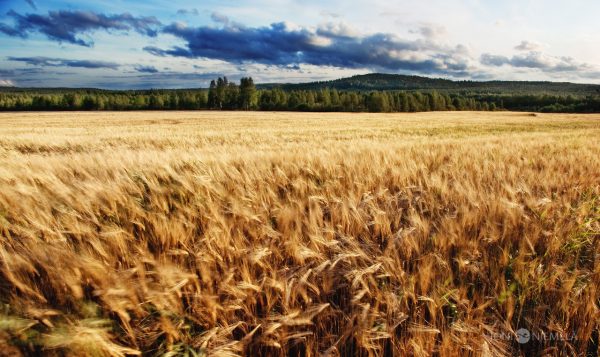 Ripe Wheat Field Under Cloudy Sky