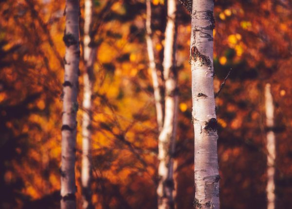 Serene Autumn Forest Scene With Sunlit Birch Trees And Golden Leaves