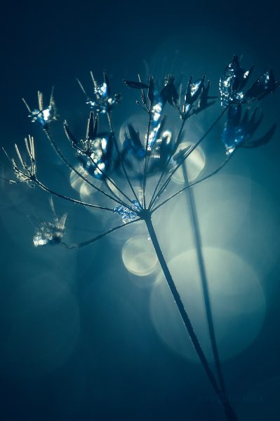 Serene Midnight Blue Wildflowers Against Soft Bokeh Backlight