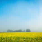 Serene Sunrise Over A Blooming Canola Field With Misty Background