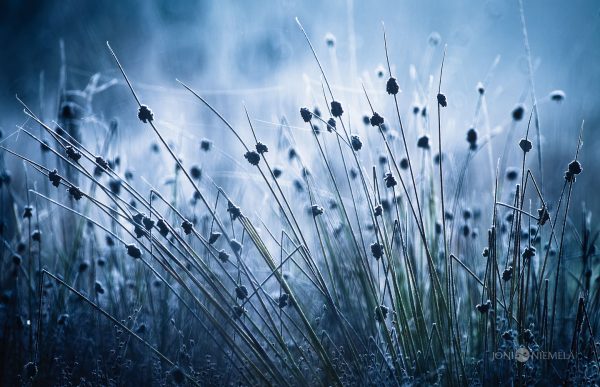 Serene Twilight Scene Featuring Delicate Frost-Covered Wild Grass