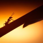 Silhouette Of An Ant Crawling On A Twig At Sunset
