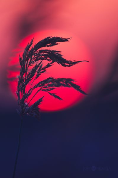Silhouette Of Delicate Grass Against A Vibrant Sunset Sky