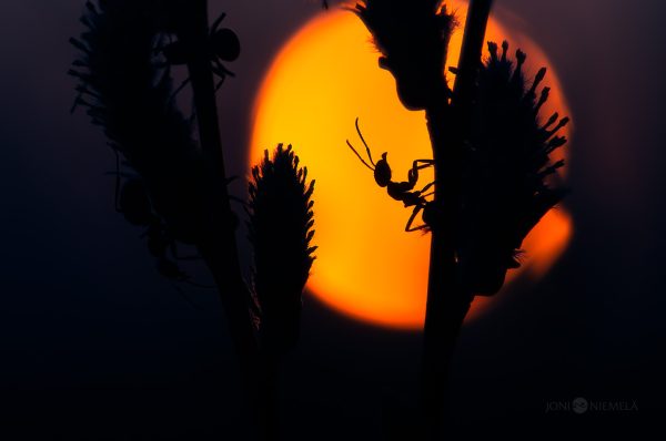 Silhouetted Ant Against A Glowing Sunset Background