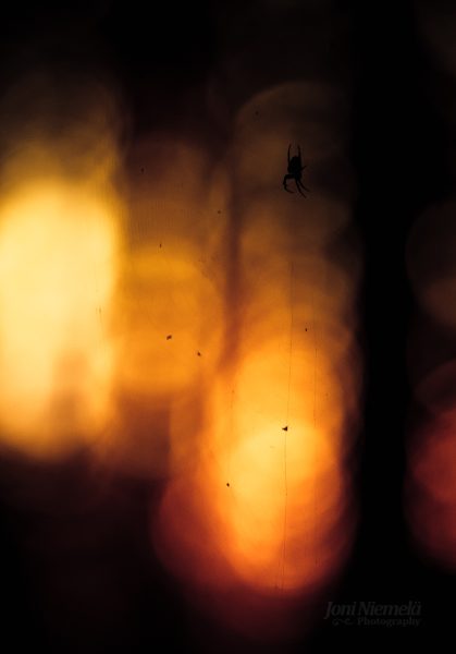 Silhouetted Spider Hanging Against A Blurred Sunset Background In A Serene Natural Setting