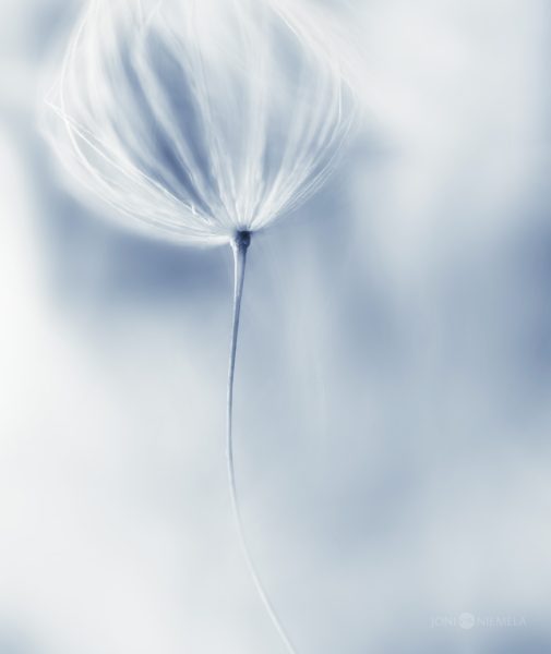 Single Dandelion Seed Focused On A Blurry Background