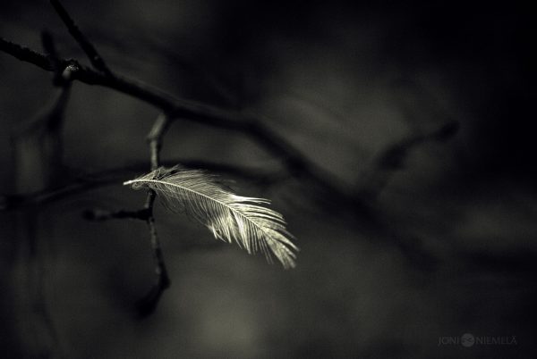 Single Feather Resting On Tree Branch In The Dark