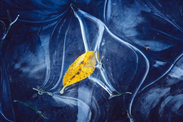 Single Yellow Leaf Resting On Intricately Patterned Ice Surface