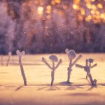 Small Cow Parsleys Resting In Snow