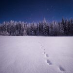 Snow Covered Field With Forest Background