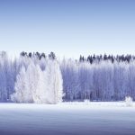 Snow Covered Field With Trees