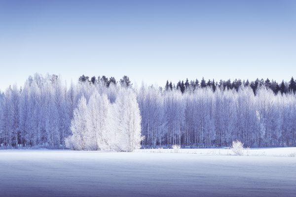 Snow Covered Field With Trees