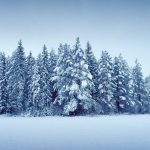 Snow Covered Field With Trees In Background