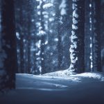 Snow-Covered Forest With Abundant Trees