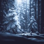 Snow Covered Forest With Foreground Tree