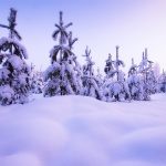 Snow Covered Forest With Trees Covered In Snow