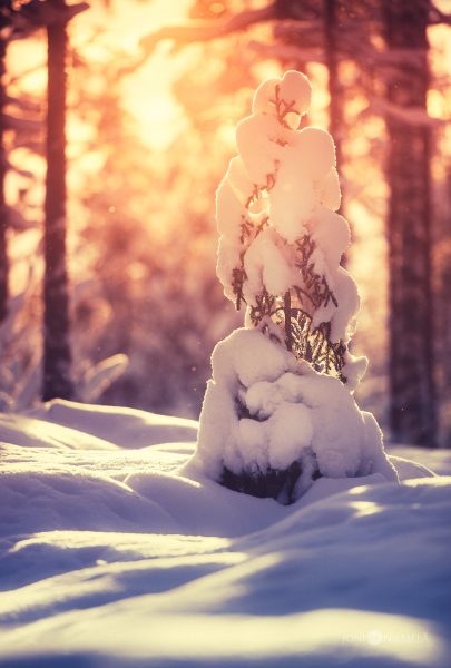 Snow Covered Pine Tree In Forest